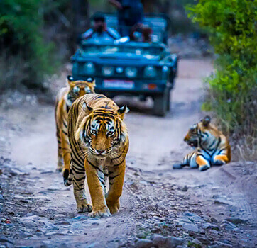 Maaruti Tour & Travels - Ongoing Offers - Tour Packages